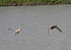 Stockenten-Flug-101.jpg